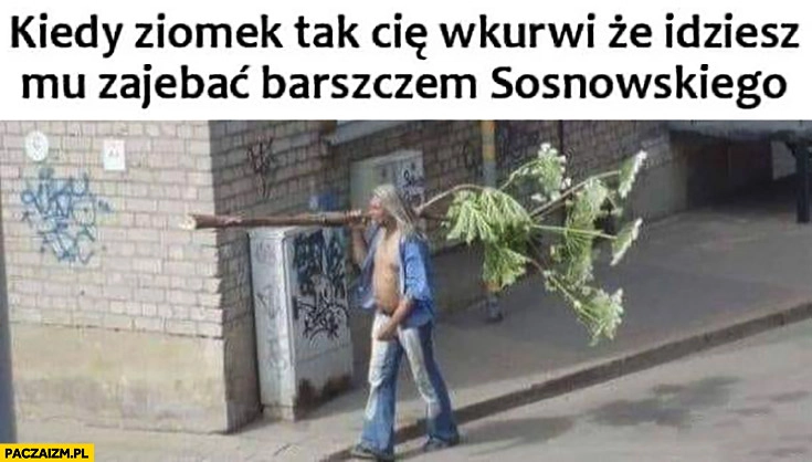 
    Kiedy ziomek tak Cię wkurzy, że idziesz mu zajechać barszczem sosnowskiego