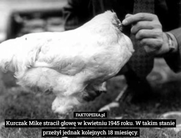 
    Kurczak Mike stracił głowę w kwietniu 1945 roku. W takim stanie przeżył