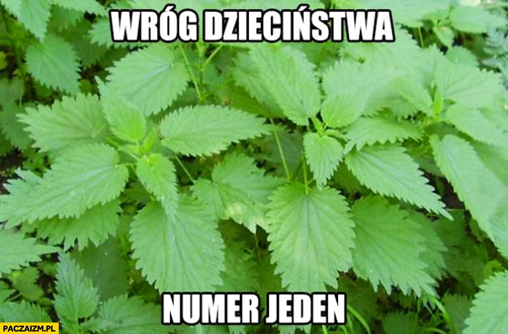 
    Wróg dzieciństwa numer jeden pokrzywa