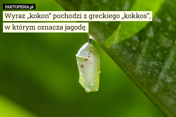 
    Wyraz „kokon” pochodzi z greckiego „kokkos”,
w którym oznacza jagodę.