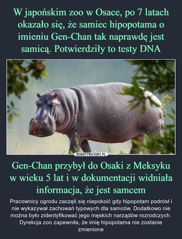 
    W japońskim zoo w Osace, po 7 latach okazało się, że samiec hipopotama o imieniu Gen-Chan tak naprawdę jest samicą. Potwierdziły to testy DNA Gen-Chan przybył do Osaki z Meksyku w wieku 5 lat i w dokumentacji widniała informacja, że jest samcem