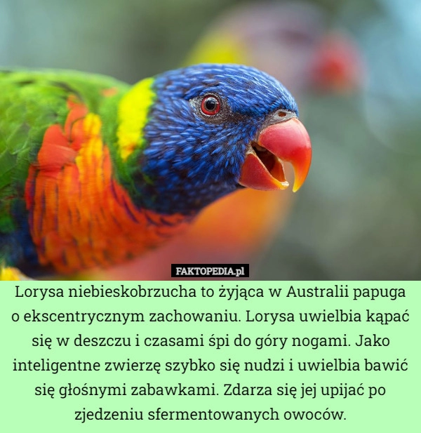 
    Lorysa niebieskobrzucha to żyjąca w Australii papuga o ekscentrycznym zachowaniu.