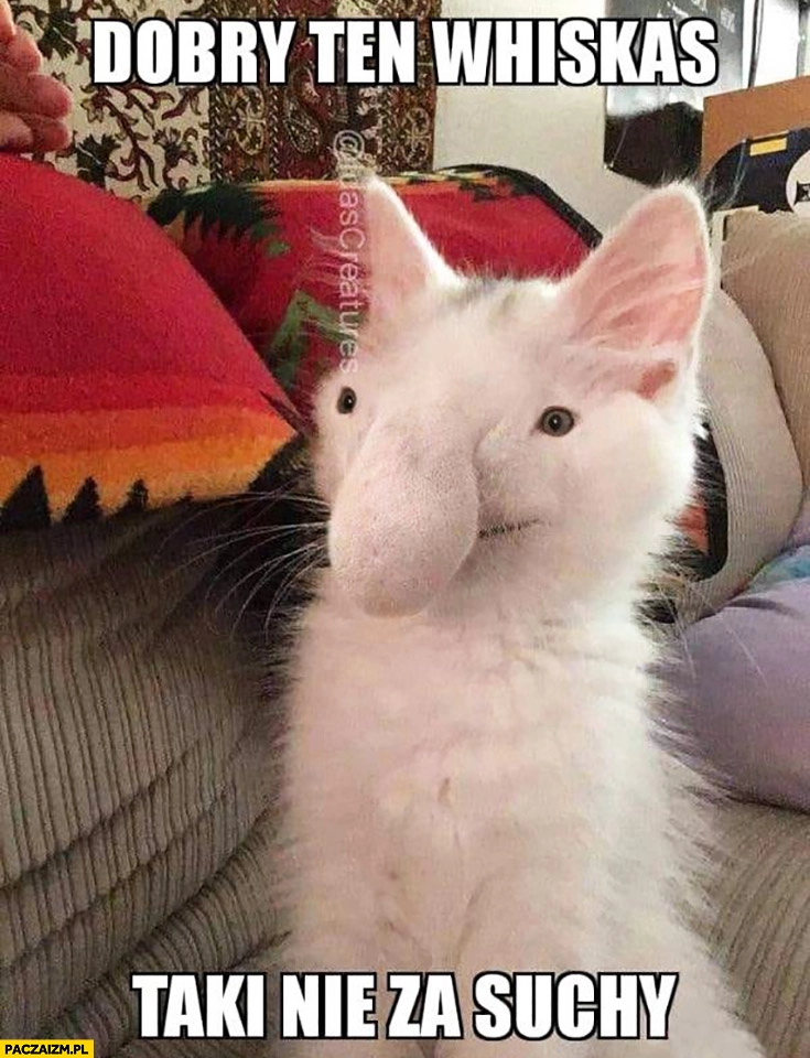 
    Dobry ten Whiskas taki nie za suchy kot nosacz