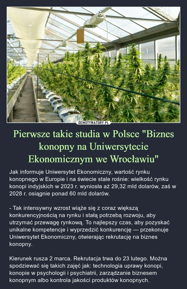 
    Pierwsze takie studia w Polsce "Biznes konopny na Uniwersytecie Ekonomicznym we Wrocławiu"