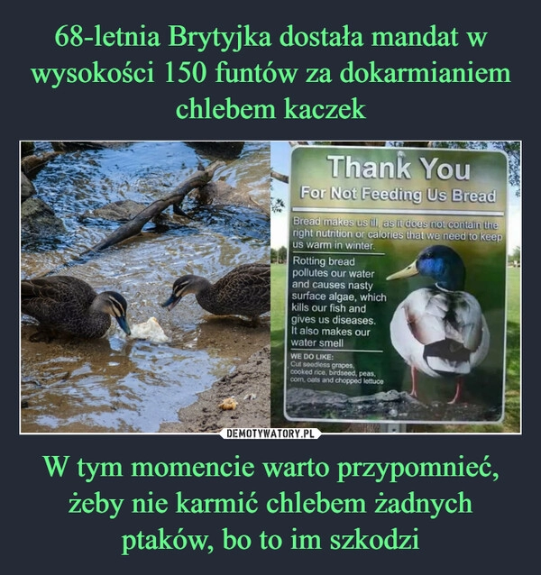 
    68-letnia Brytyjka dostała mandat w wysokości 150 funtów za dokarmianiem chlebem kaczek W tym momencie warto przypomnieć, żeby nie karmić chlebem żadnych ptaków, bo to im szkodzi