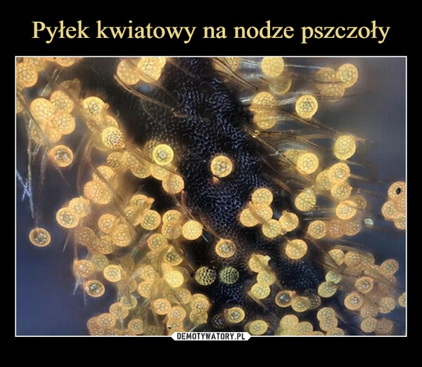 
    Pyłek kwiatowy na nodze pszczoły