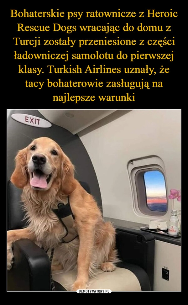 
    Bohaterskie psy ratownicze z Heroic Rescue Dogs wracając do domu z Turcji zostały przeniesione z części ładowniczej samolotu do pierwszej klasy. Turkish Airlines uznały, że tacy bohaterowie zasługują na najlepsze warunki