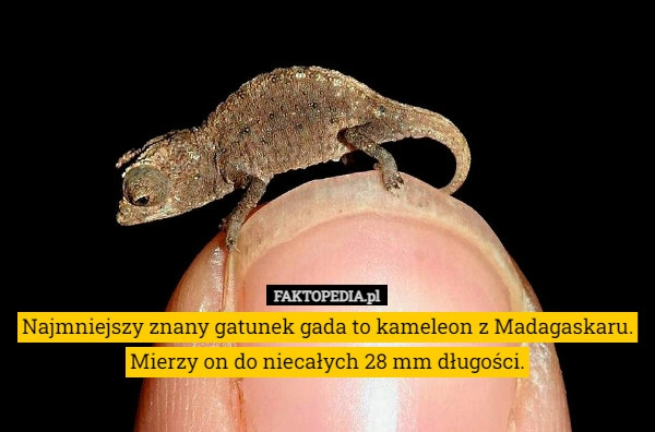 
     Najmniejszy znany gatunek gada to kameleon z Madagaskaru.
 Mierzy on do