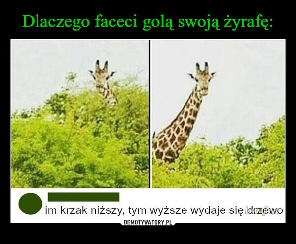 
    Dlaczego faceci golą swoją żyrafę: