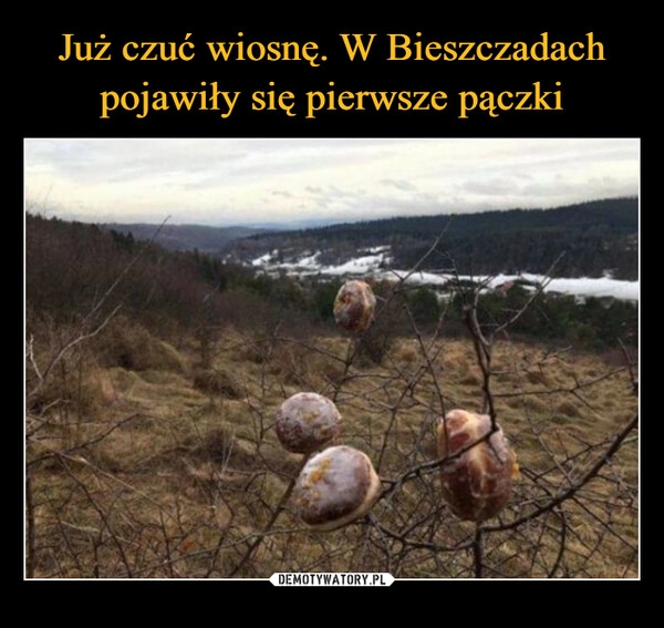 
    Już czuć wiosnę. W Bieszczadach pojawiły się pierwsze pączki