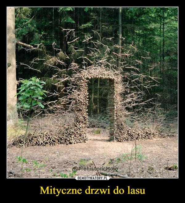 
    Mityczne drzwi do lasu