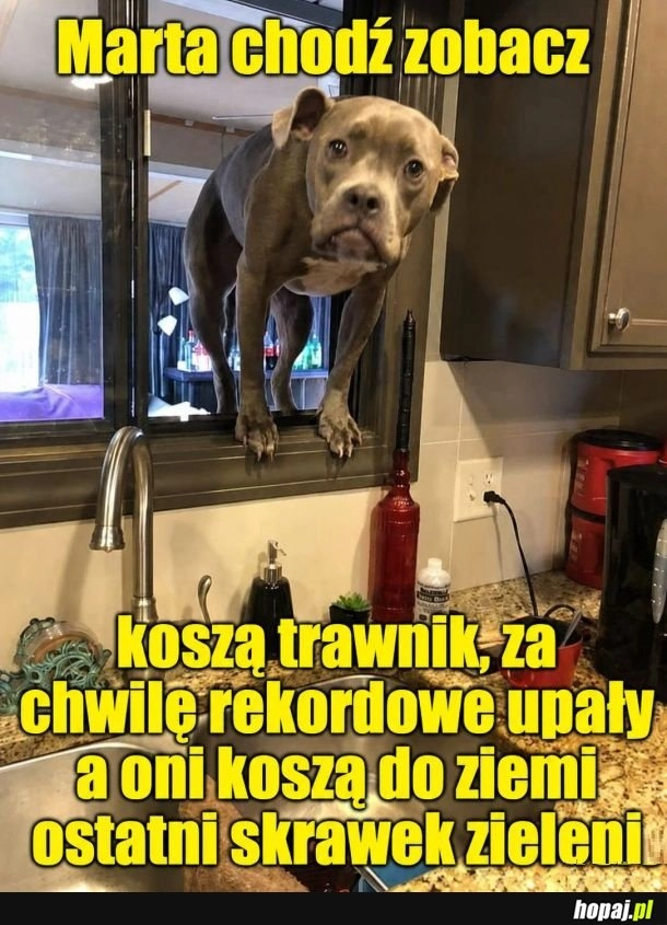
    Marta chodź zobacz