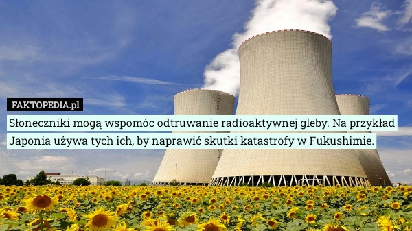 
    Słoneczniki mogą wspomóc odtruwanie radioaktywnej gleby. Na przykład Japonia