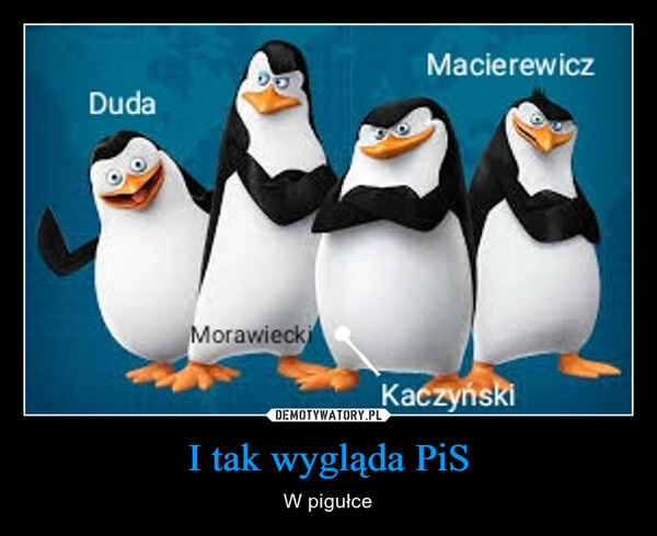 
    I tak wygląda PiS