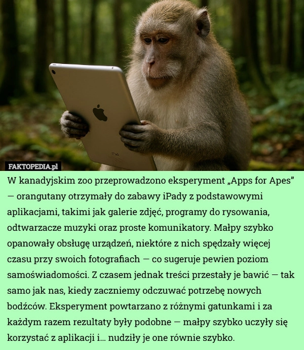 
    W kanadyjskim zoo przeprowadzono eksperyment „Apps for Apes” — orangutany...