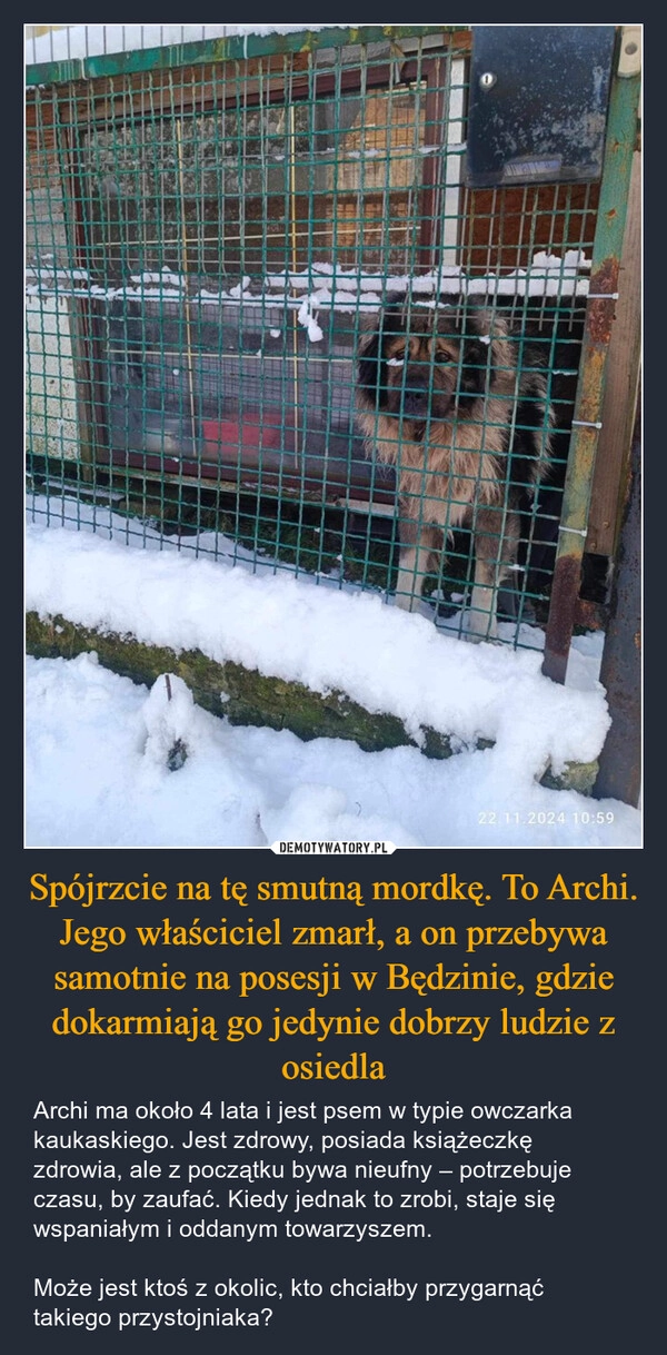 
    Spójrzcie na tę smutną mordkę. To Archi. Jego właściciel zmarł, a on przebywa samotnie na posesji w Będzinie, gdzie dokarmiają go jedynie dobrzy ludzie z osiedla