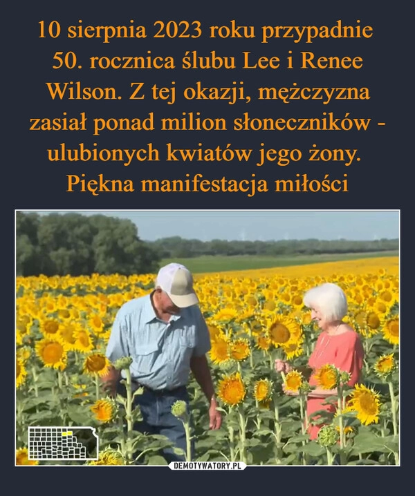 
    10 sierpnia 2023 roku przypadnie 
50. rocznica ślubu Lee i Renee Wilson. Z tej okazji, mężczyzna zasiał ponad milion słoneczników - ulubionych kwiatów jego żony. 
Piękna manifestacja miłości