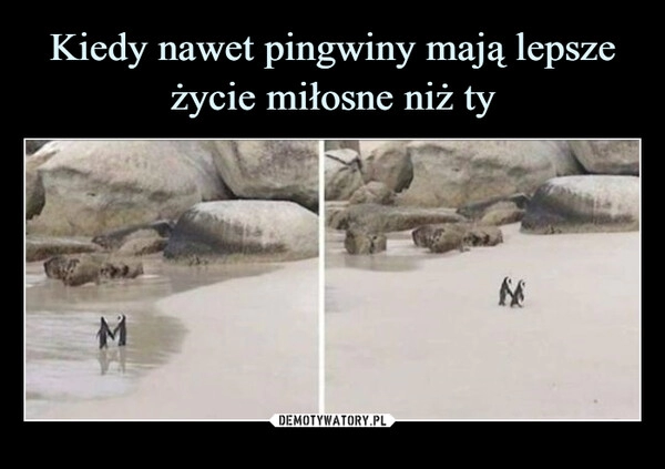 
    Kiedy nawet pingwiny mają lepsze życie miłosne niż ty