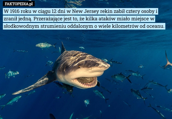 
    W 1916 roku w ciągu 12 dni w New Jersey rekin zabił cztery osoby i zranił