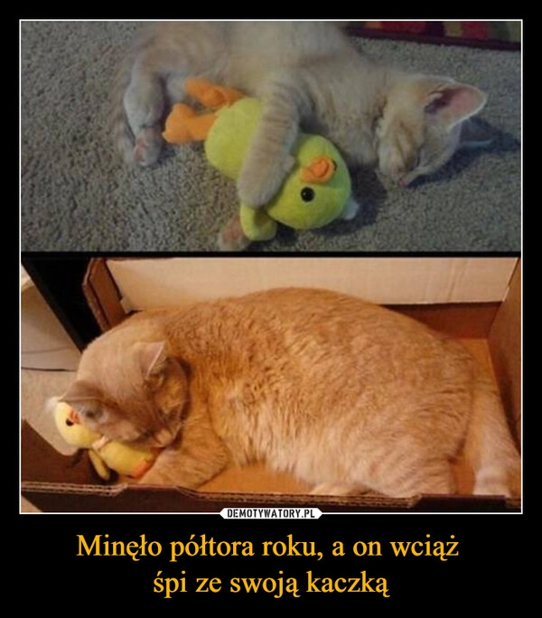 
    Minęło półtora roku, a on wciąż 
śpi ze swoją kaczką