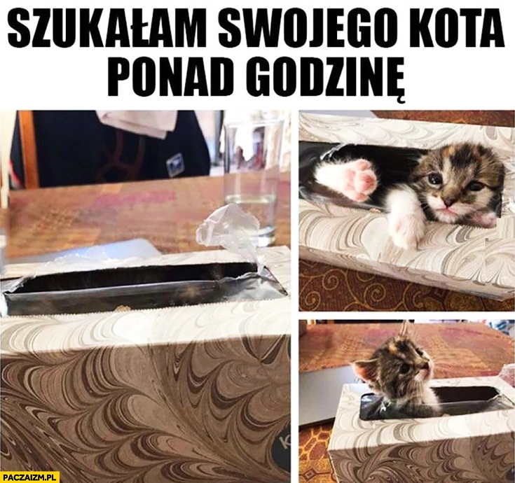 
    Szukałam swojego kota ponad godzinę kot w pudelku opakowaniu na chusteczki