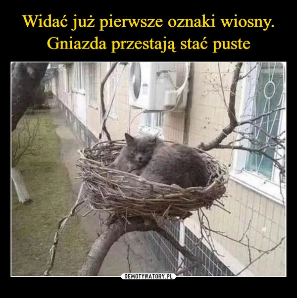 
    Widać już pierwsze oznaki wiosny. Gniazda przestają stać puste