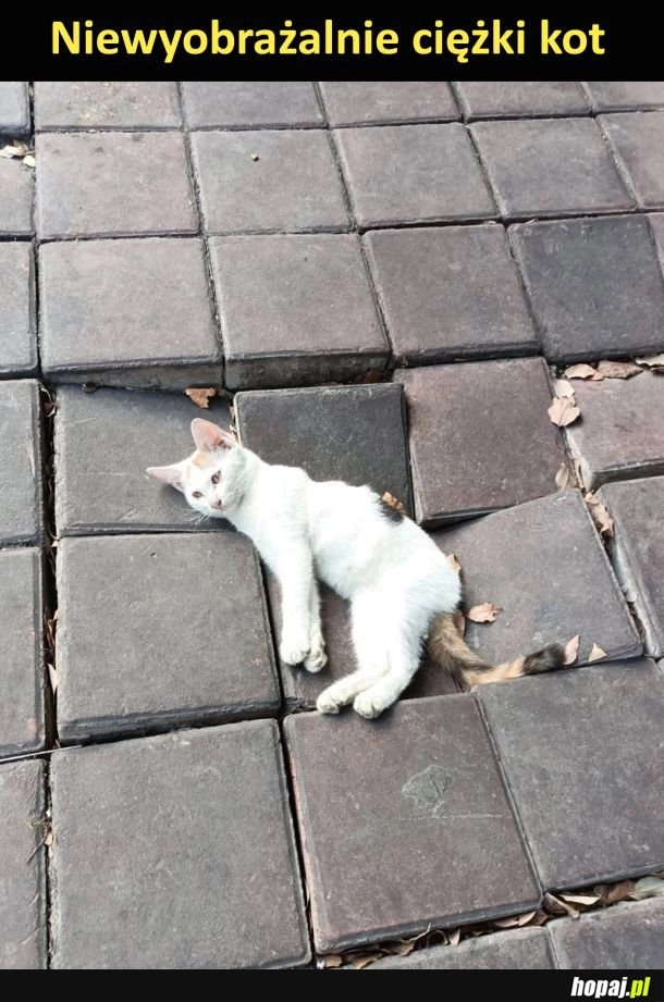 
    Ciężki kot