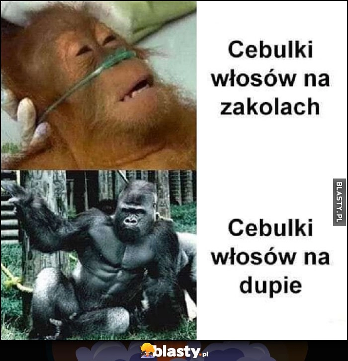 
    Cebulki włosów na zakolach ledwo żyją vs na dupie mocne silne małpa orangutan szympans