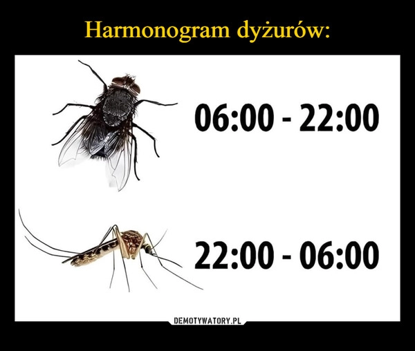 
    Harmonogram dyżurów: