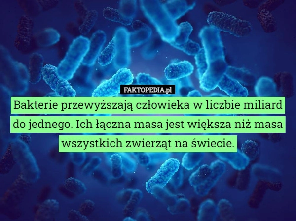 
    Bakterie przewyższają człowieka w liczbie miliard do jednego. Ich łączna