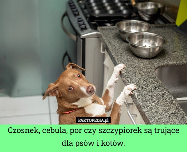 
    Czosnek, cebula, por czy szczypiorek są trujące dla psów i kotów.