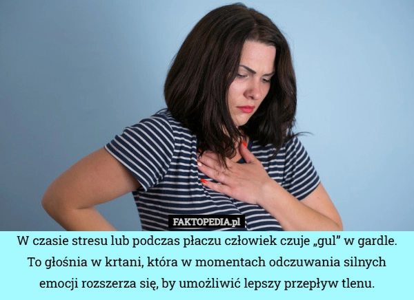 
    W czasie stresu lub podczas płaczu człowiek czuje „gul” w gardle. To głośnia