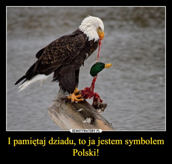 
    I pamiętaj dziadu, to ja jestem symbolem Polski!