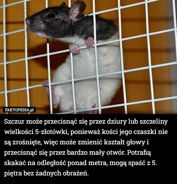 
    Szczur może przecisnąć się przez dziury lub szczeliny wielkości 5-złotówki,