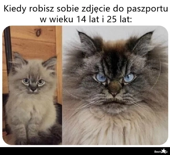 
    Zdjęcie do paszportu 