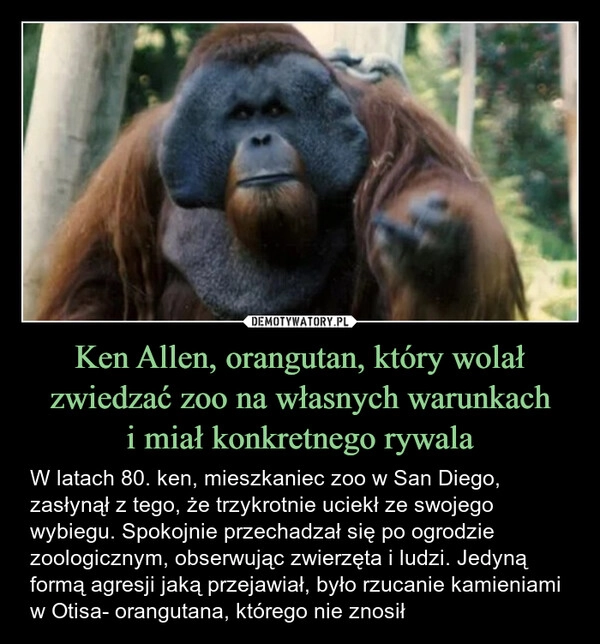 
    Ken Allen, orangutan, który wolał zwiedzać zoo na własnych warunkach
i miał konkretnego rywala