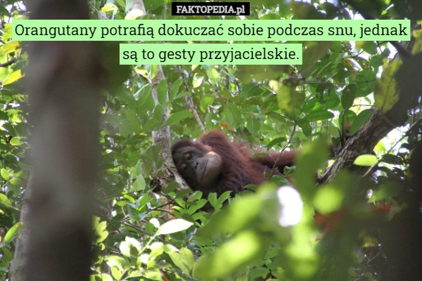 
    Orangutany potrafią dokuczać sobie podczas snu, jednak są to gesty przyjacielskie.