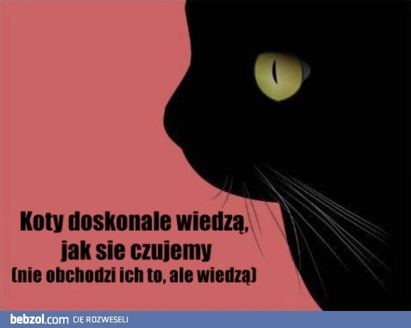 
    Koty wiedzą jak się czujemy