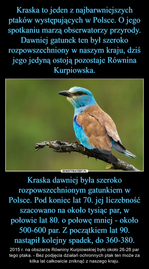 
    Kraska to jeden z najbarwniejszych ptaków występujących w Polsce. O jego spotkaniu marzą obserwatorzy przyrody. Dawniej gatunek ten był szeroko rozpowszechniony w naszym kraju, dziś jego jedyną ostoją pozostaje Równina Kurpiowska. Kraska dawniej była szeroko rozpowszechnionym gatunkiem w Polsce. Pod koniec lat 70. jej liczebność szacowano na około tysiąc par, w połowie lat 80. o połowę mniej - około 500-600 par. Z początkiem lat 90. nastąpił kolejny spadek, do 360-380.