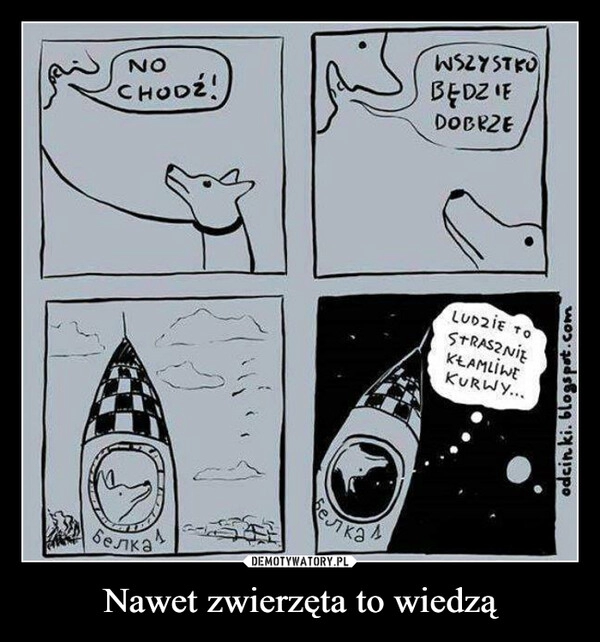 
    Nawet zwierzęta to wiedzą 