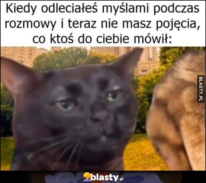 
    Kiedy odleciałeś myślami podczas rozmowy i teraz nie masz pojęcia, co ktoś do ciebie mówił kot kotek