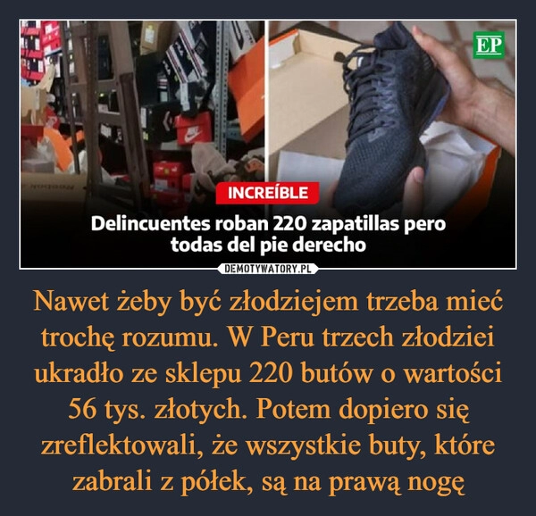 
    Nawet żeby być złodziejem trzeba mieć trochę rozumu. W Peru trzech złodziei ukradło ze sklepu 220 butów o wartości 56 tys. złotych. Potem dopiero się zreflektowali, że wszystkie buty, które zabrali z półek, są na prawą nogę