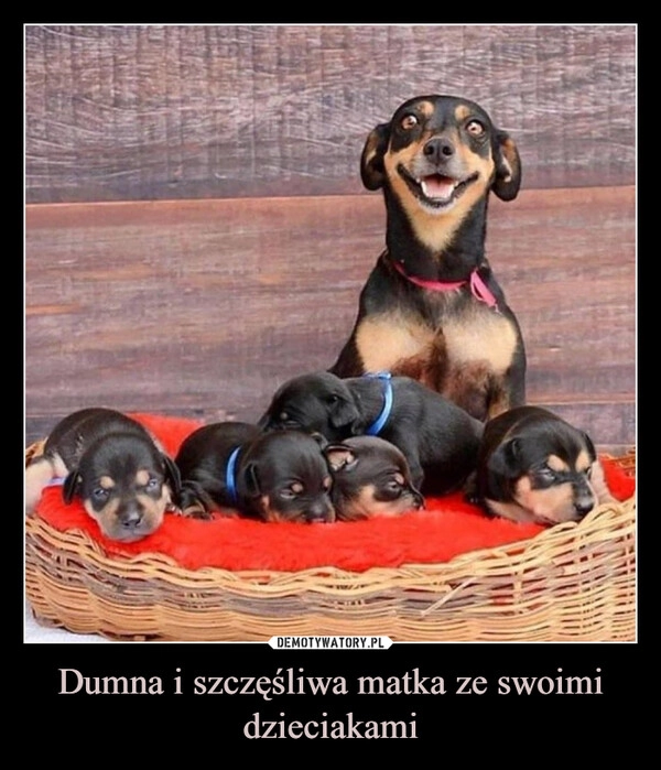 
    Dumna i szczęśliwa matka ze swoimi dzieciakami