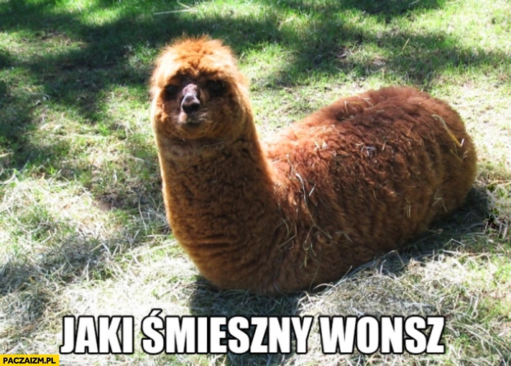 
    Jaki śmieszny wonsz lama