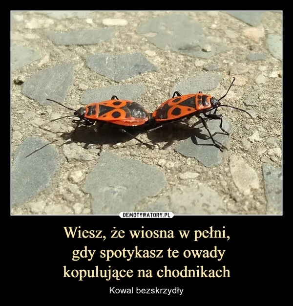 
    Wiesz, że wiosna w pełni,
 gdy spotykasz te owady
kopulujące na chodnikach