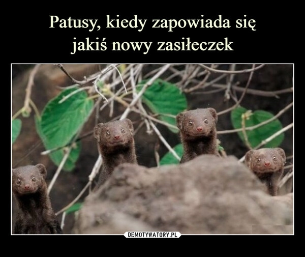 
    Patusy, kiedy zapowiada się
jakiś nowy zasiłeczek