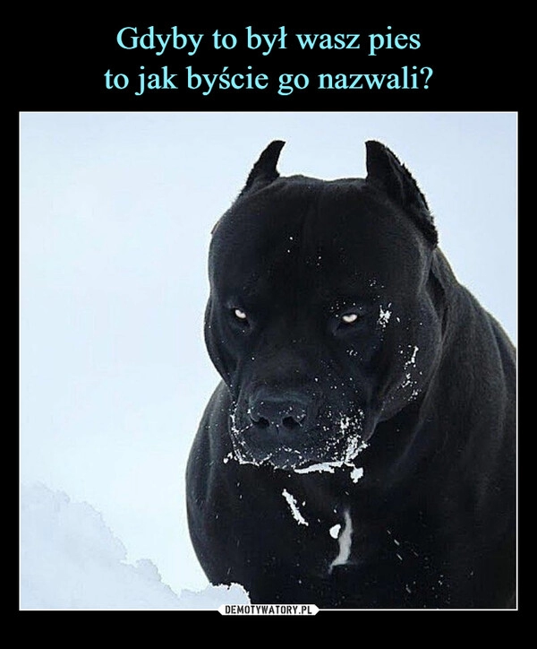 
    Gdyby to był wasz pies
to jak byście go nazwali?