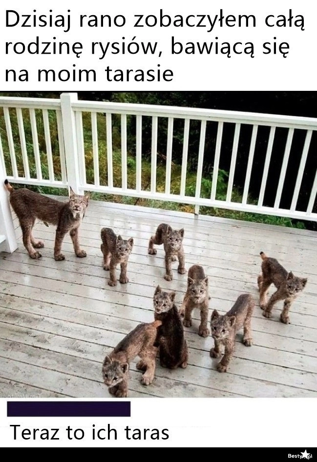 
    Rysie na tarasie 