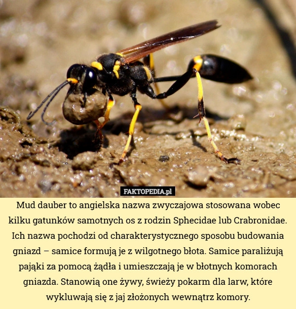 
    Mud dauber to angielska nazwa zwyczajowa stosowana wobec kilku gatunków