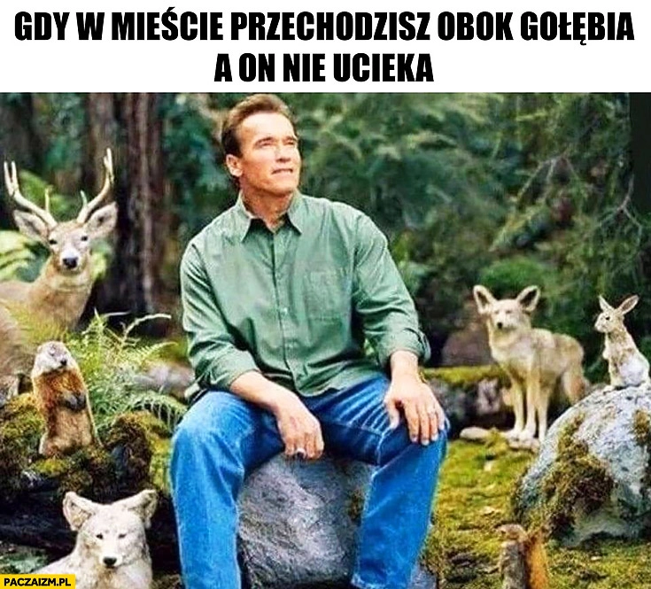 
    Gdy w mieście przechodzisz obok gołębia a on nie ucieka Schwarzenegger ze zwierzątkami